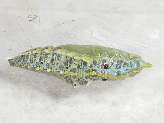 Pupa: Pieris brassicae